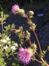 Cirsium hydrophilum var. vaseyi