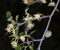 Cercocarpus betuloides