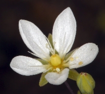 Minuartia californica