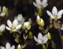 Minuartia californica