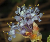 Ceanothus prostratus