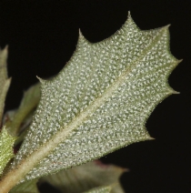Ceanothus prostratus