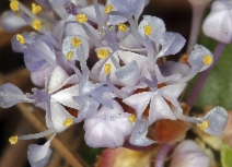 Ceanothus prostratus var. prostratus