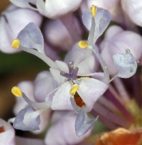 Ceanothus prostratus