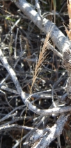 Festuca bromoides