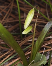 Erythronium californicum