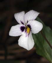 Viola cuneata