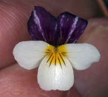 Viola hallii