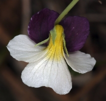 Viola hallii