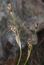 Luzula comosa