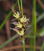 Luzula comosa