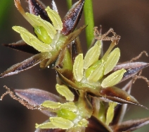 Luzula comosa