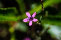 Navarretia sinistra ssp. pinnatisecta