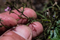 Navarretia sinistra ssp. pinnatisecta