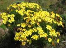 Leptosyne gigantea