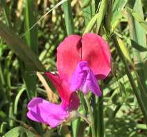 Lathyrus odoratus