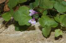 Cymbalaria muralis