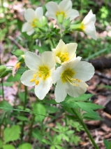 Polemonium carneum