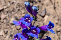 Penstemon heterophyllus
