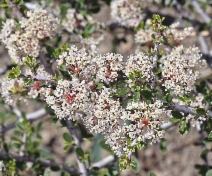 Ceanothus arcuatus