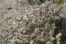 Ceanothus Xarcuatus