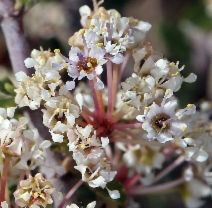 Ceanothus Xarcuatus