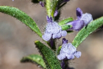 Antirrhinum cornutum