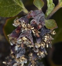Garrya buxifolia