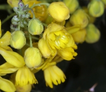 Berberis aquifolium