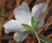 Nemophila menziesii ssp. atomaria