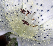 Nemophila menziesii ssp. atomaria