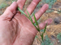Bromus sitchensis var. marginatus