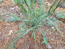 Bromus sitchensis var. marginatus