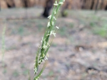 Elymus stebbinsii