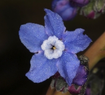 Adelinia grandis