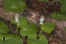 Maianthemum dilatatum