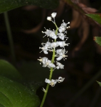 Maianthemum dilatatum
