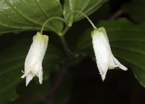Prosartes smithii