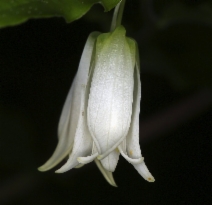 Prosartes smithii