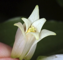 Prosartes smithii
