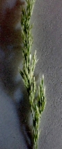 Agrostis pallens