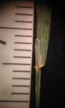 Agrostis pallens