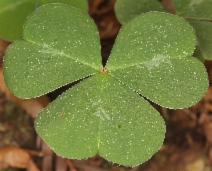 Oxalis oregana