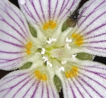 Oxalis oregana