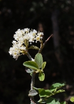 Ceanothus cordulatus