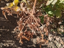 Lomatium californicum