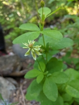 Trifolium howellii