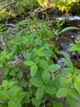 Trifolium howellii