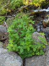 Trifolium howellii