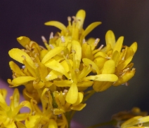 Isatis tinctoria